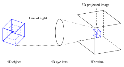 Diagram of how a 4D object is
projected via a 4D eye into a 3D image in a 3D retina