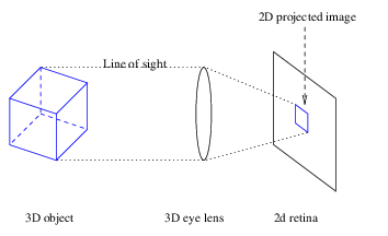 Diagram of how a 3D object is
projected via our eye lens into a 2D image on our retina