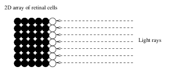 Diagram of 2D array of
retinal cells, and why light confined to a 2D plane can only reach the outer
layer